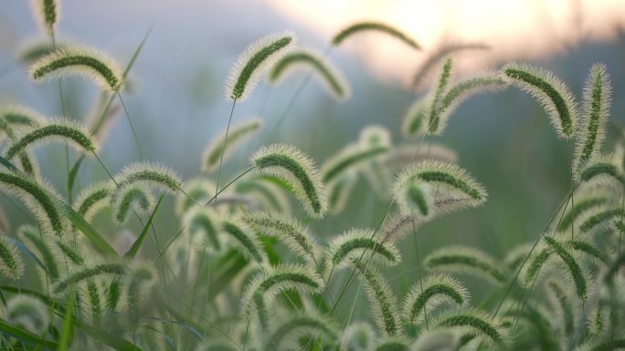 狗尾巴草毛毛草