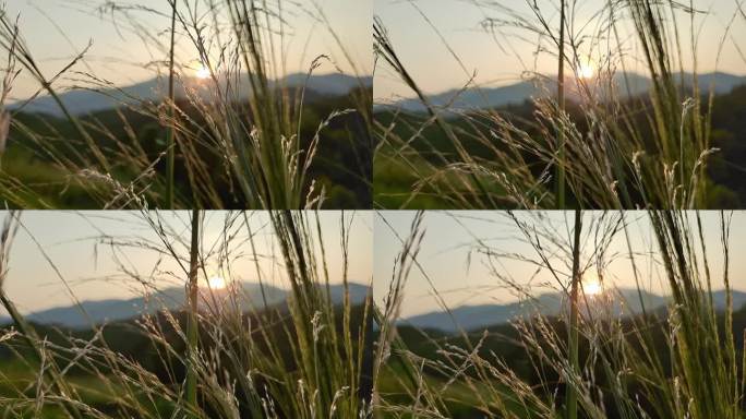 夕阳逆光照山野绿色植物光绿色野草夕阳