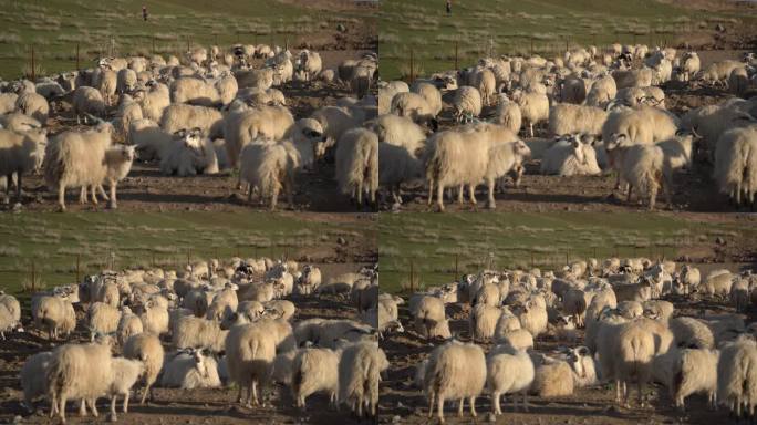 羊群片段2