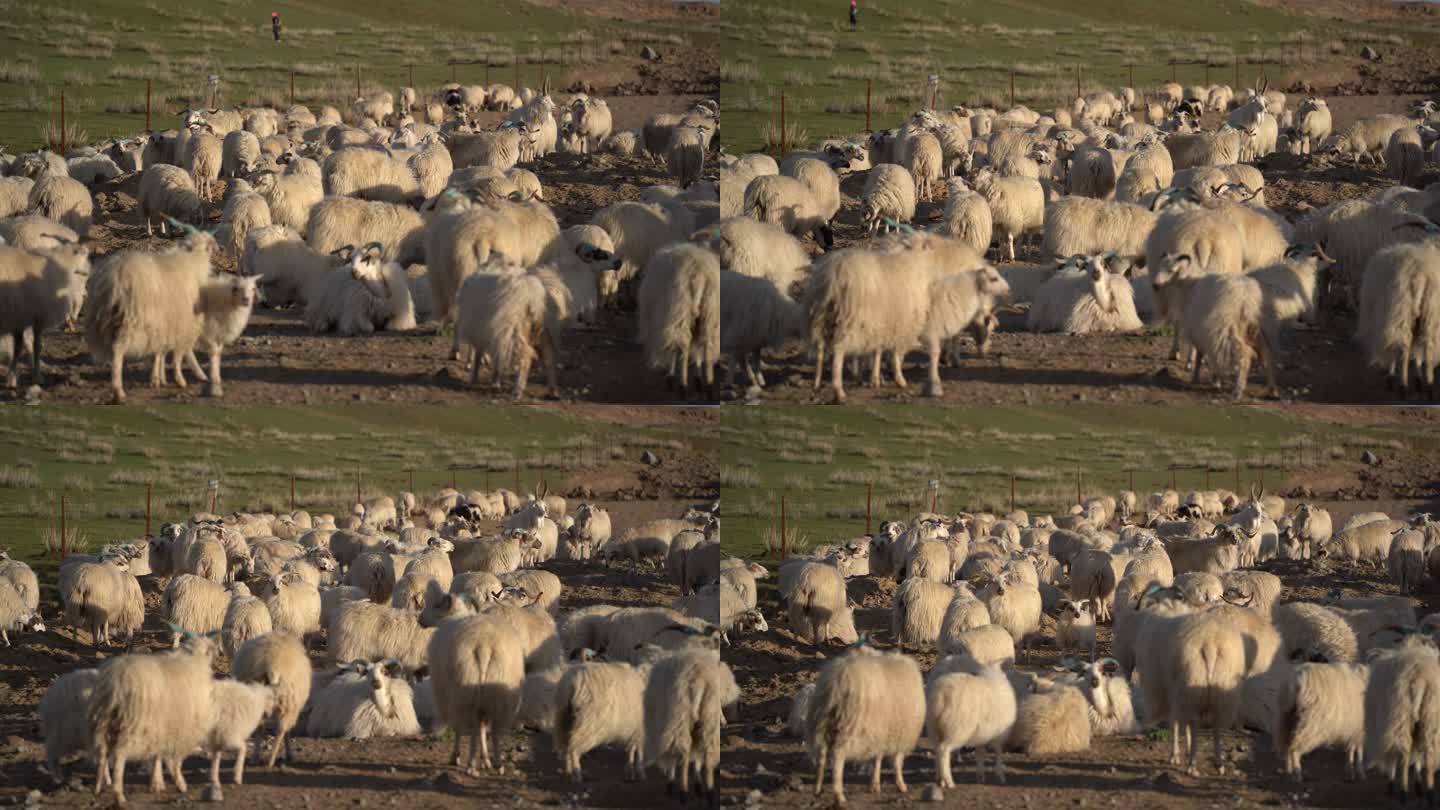羊群片段2