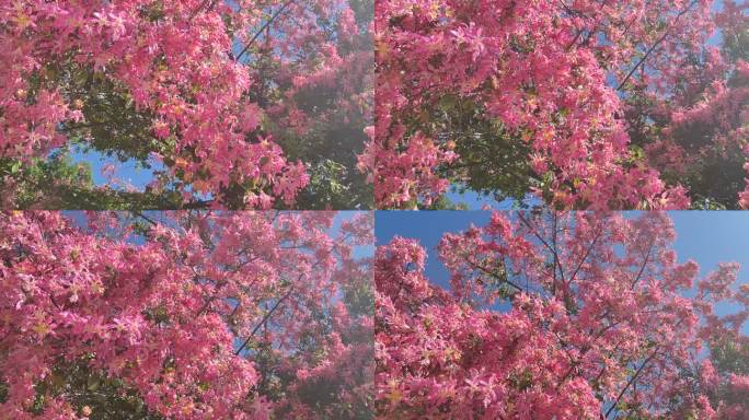 四川省攀枝花市米易县县城木棉花