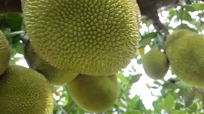 蜜菠长在树上的木菠萝绿色水果菠萝蜜菠萝