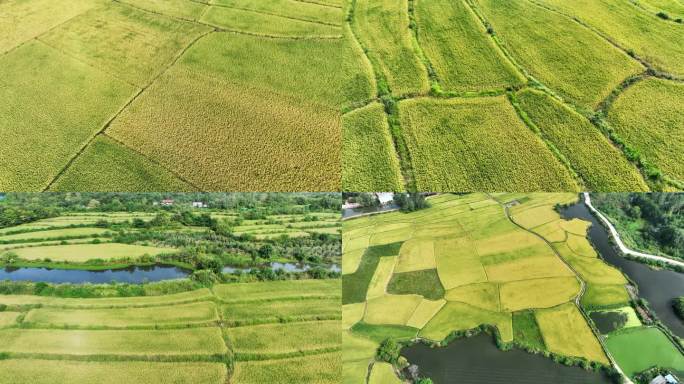 4K金黄的稻田自然风景航拍