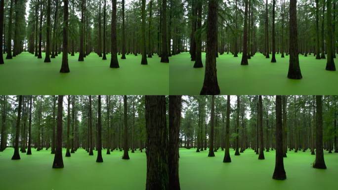 扬州水上森林-渌洋湖湿地公园