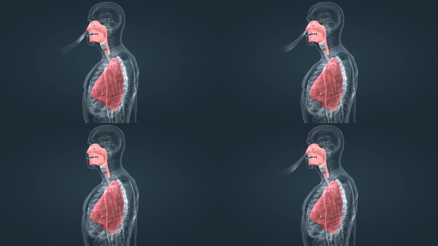 内脏 器官 肺部 智慧医疗 三维医学动画