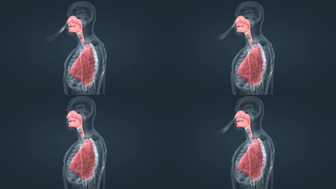 内脏 器官 肺部 智慧医疗 三维医学动画