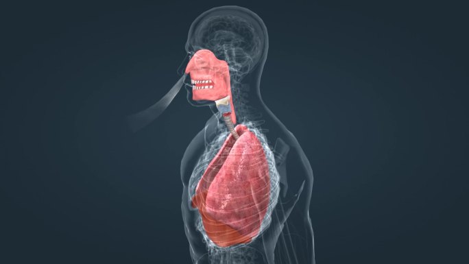 肺脏呼吸过程动画