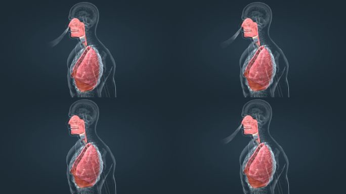 肺脏呼吸过程动画