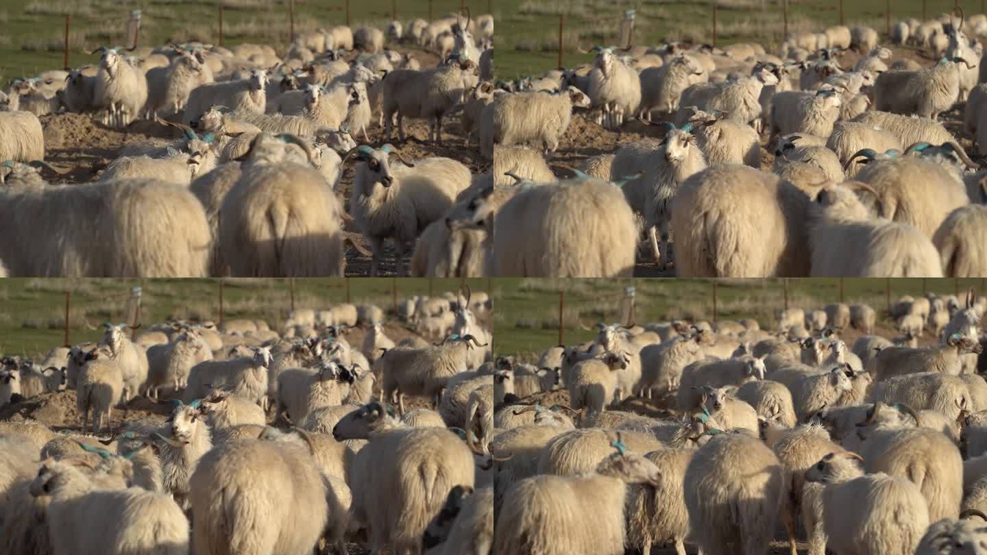 羊群片段1