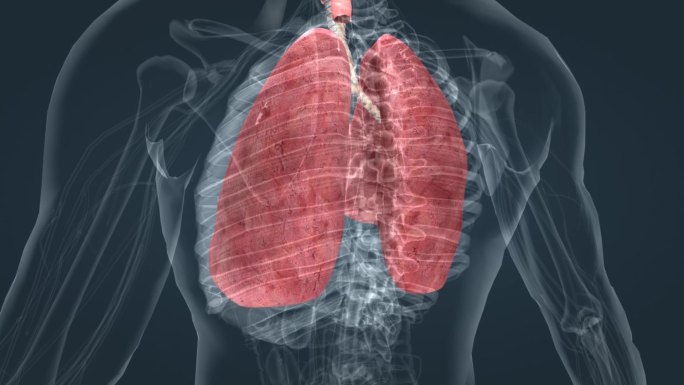 全息 人体 肺 三维 展示 演示 动画