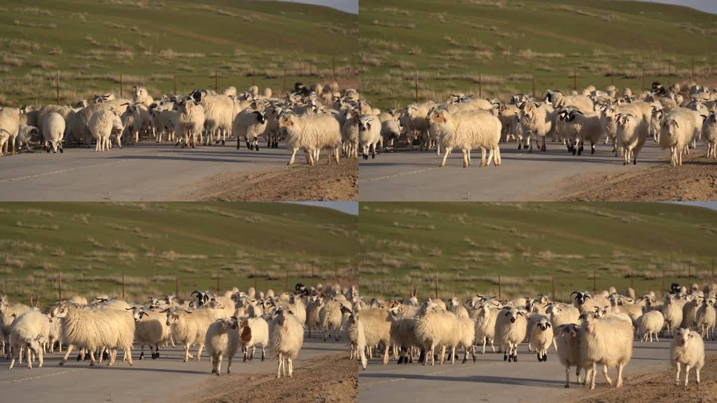 羊群片段3