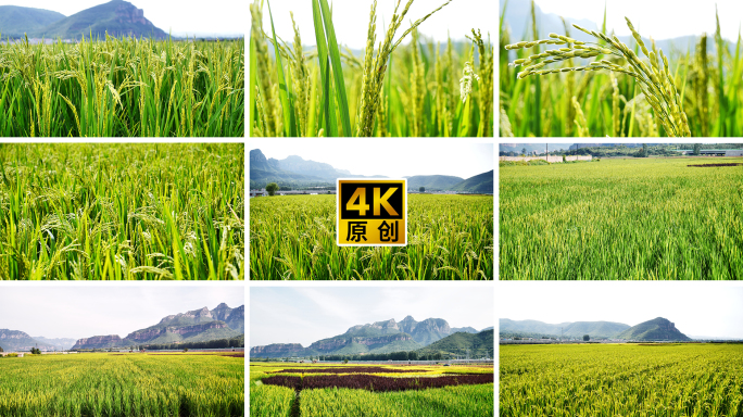 水稻农业大米丰收丰收稻谷稻田