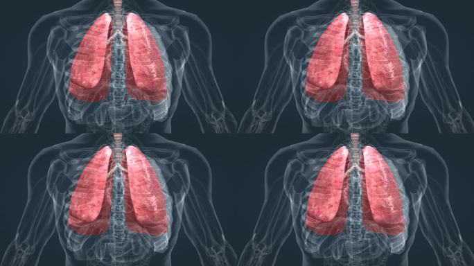 肺脏 肺功能 肺呼吸