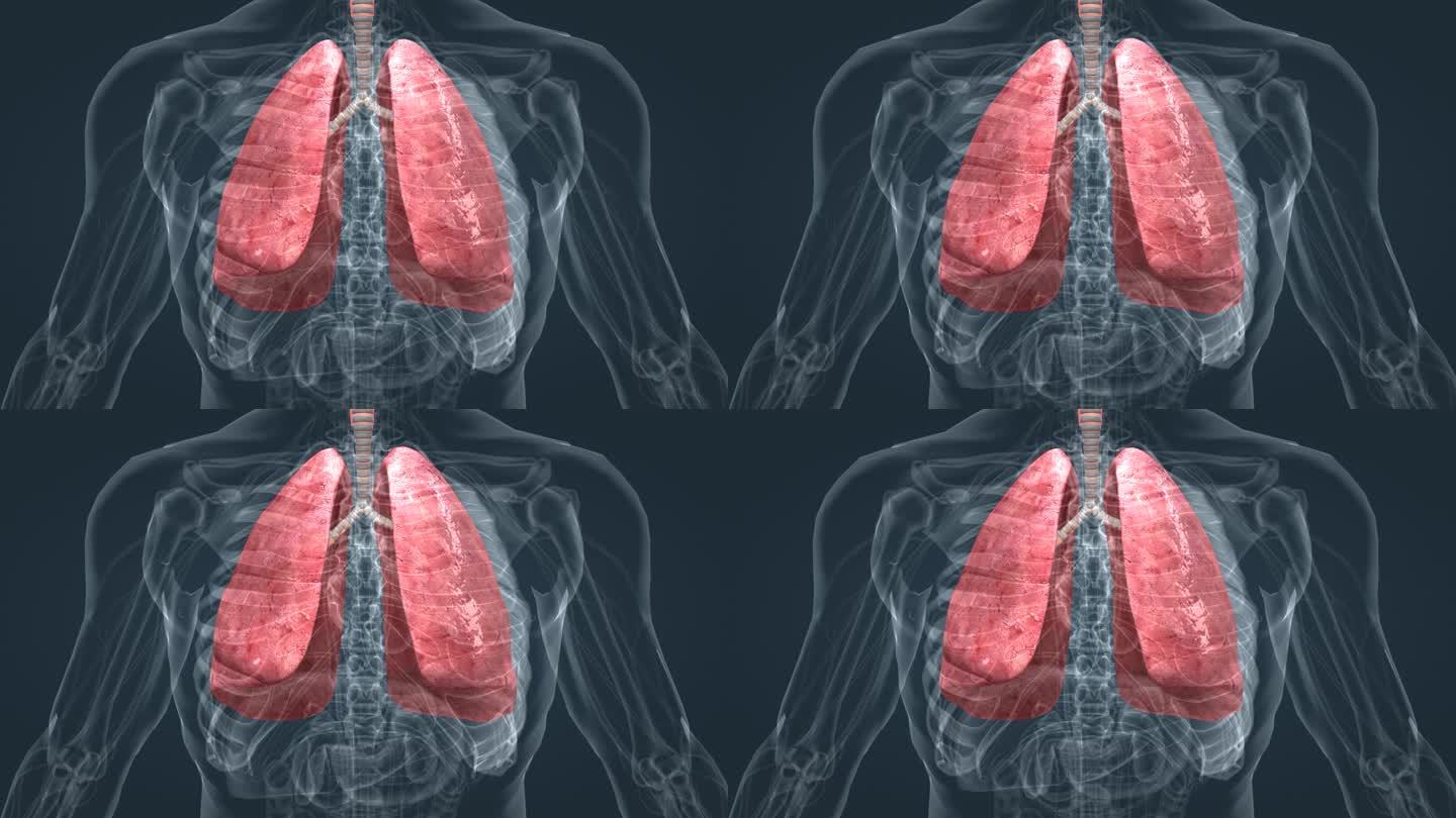 肺脏 肺功能 肺呼吸