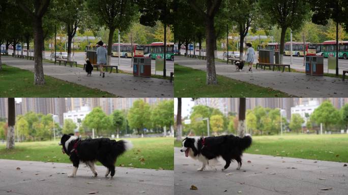 疫情下户外公园跑步遛狗