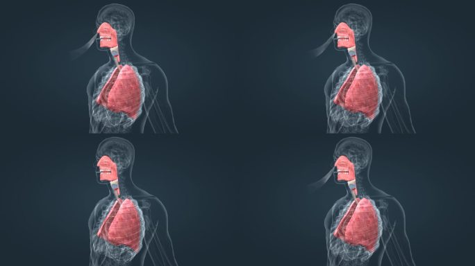 人体展示 医学展示动画 解剖 器官 肺脏