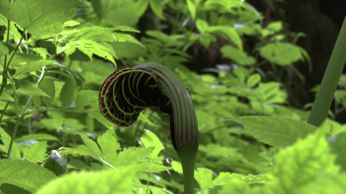 森林里的植物叶子逆光实拍合集