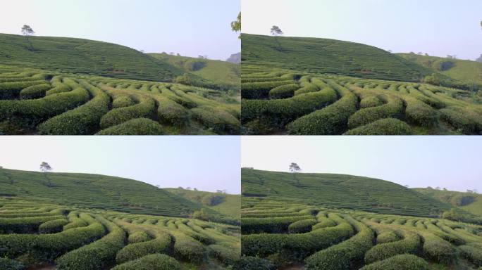 茶园 茶 茶田 蓝天 茶山