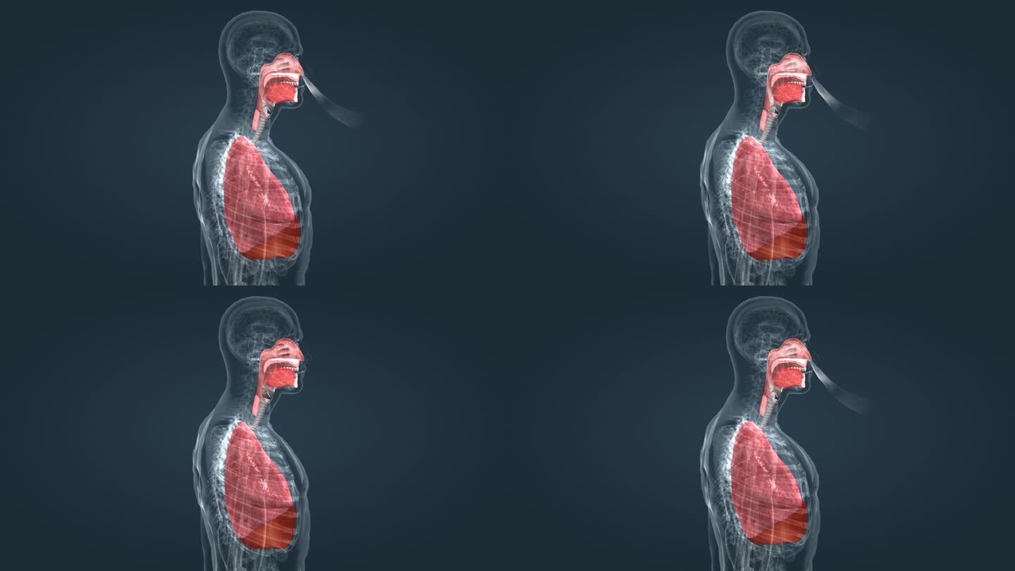 人体呼吸 呼吸系统 呼吸动画 肺动画