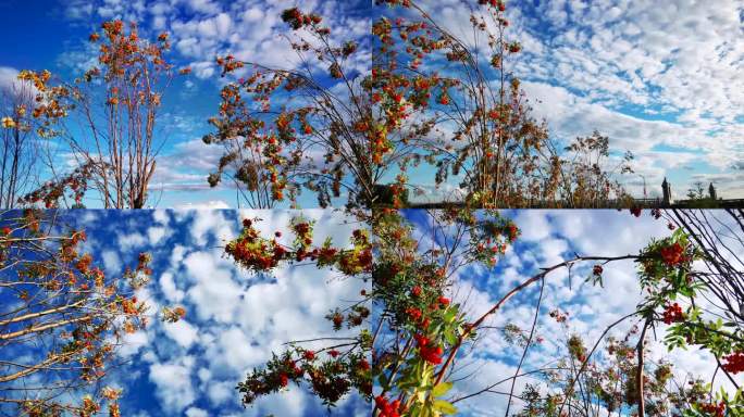 蓝天白云红果树