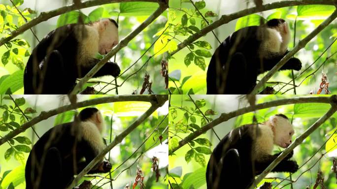 喂养野生卷尾猴：巴拿马