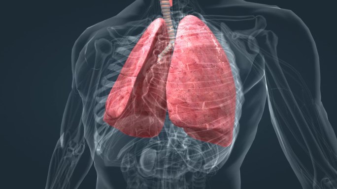 肺呼吸 肺功能 肺动画 三维肺