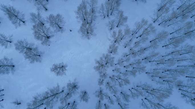 航拍雪季雪原小树林