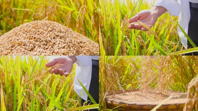 稻子丰收素材