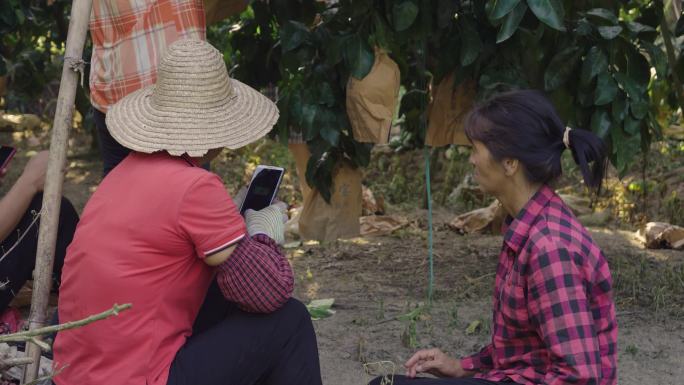 坐在水果地里休息玩手机的农村妇女
