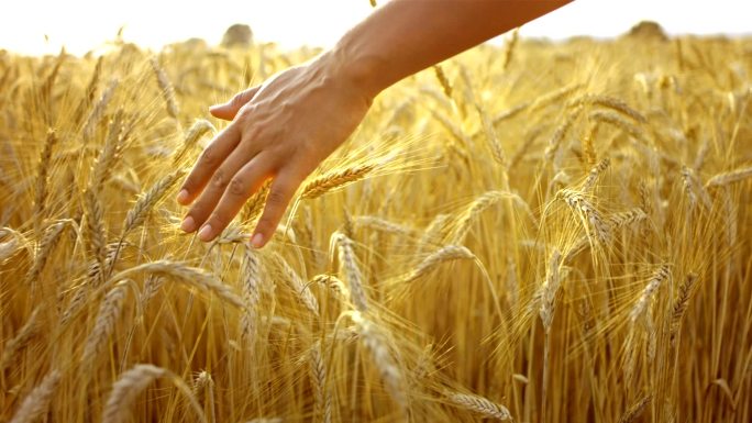 爱抚小麦作物现代化农业庄稼农民