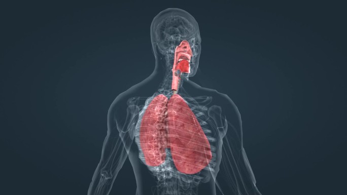 医学人体动画 器官 肺脏 呼吸道疾病动画