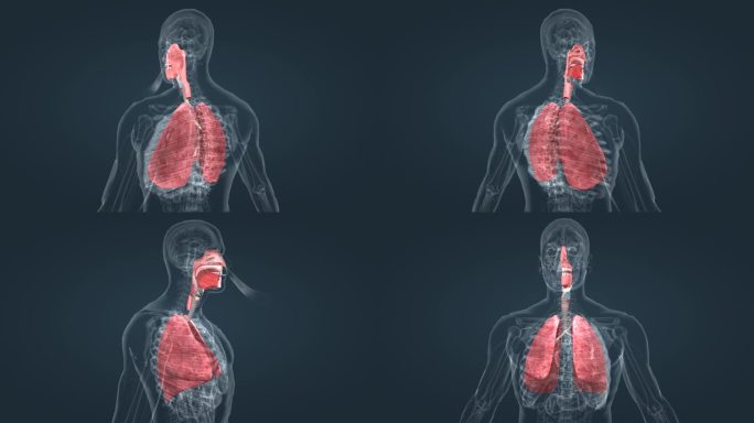医学人体动画 器官 肺脏 呼吸道疾病动画