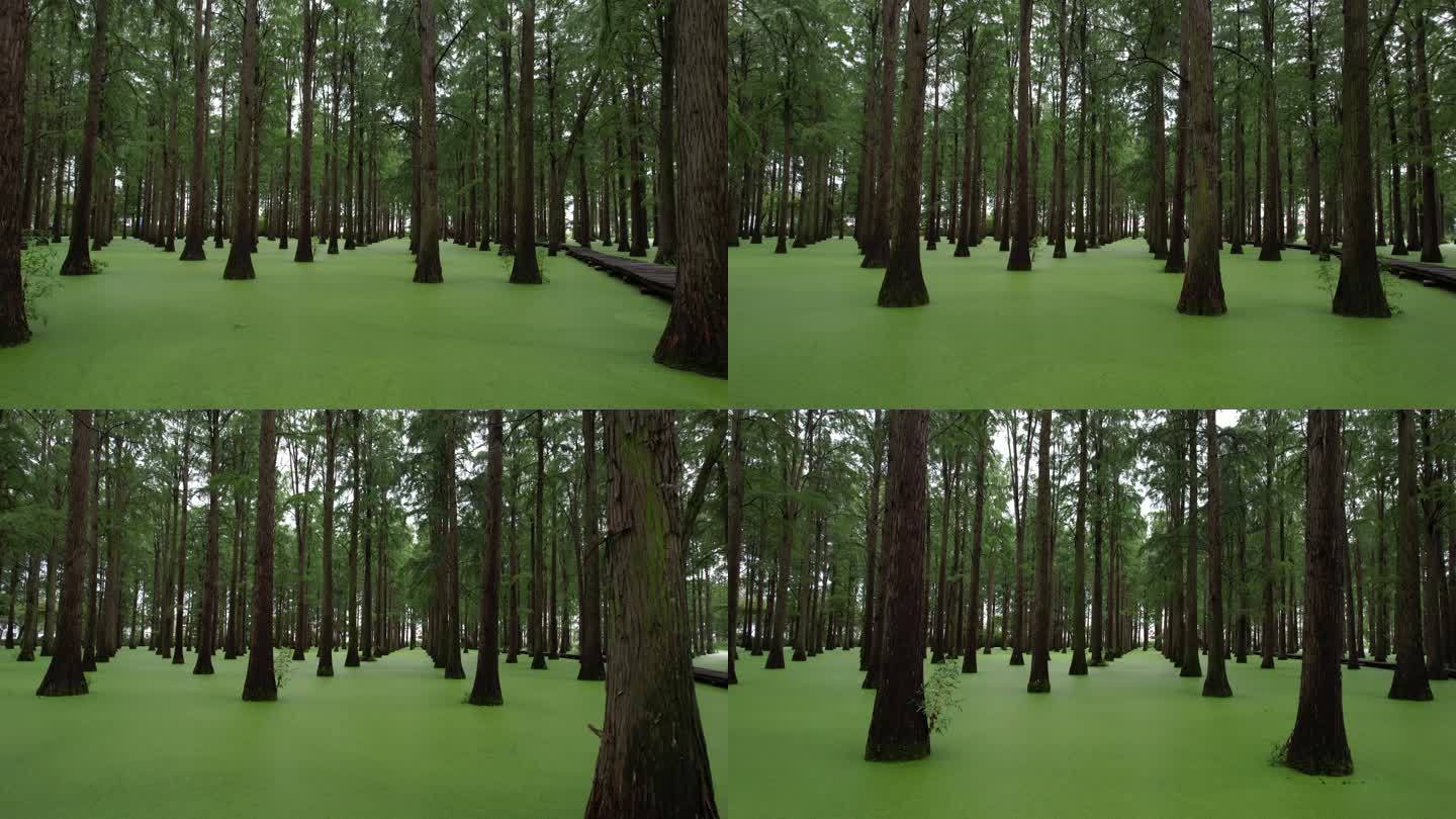 航拍渌洋湖湿地公园绿衫