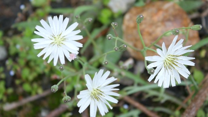 小花素材