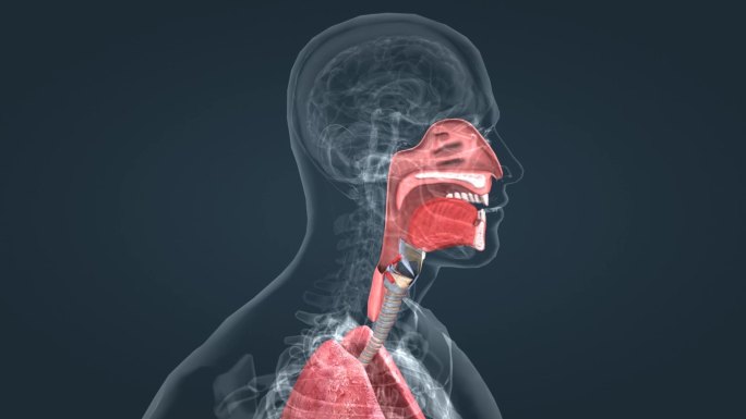 人体 医学 动画 三维 肺脏 呼吸系统