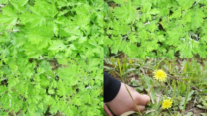 野生艾草