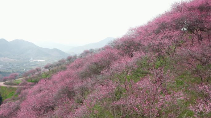 梅花 企业宣传片