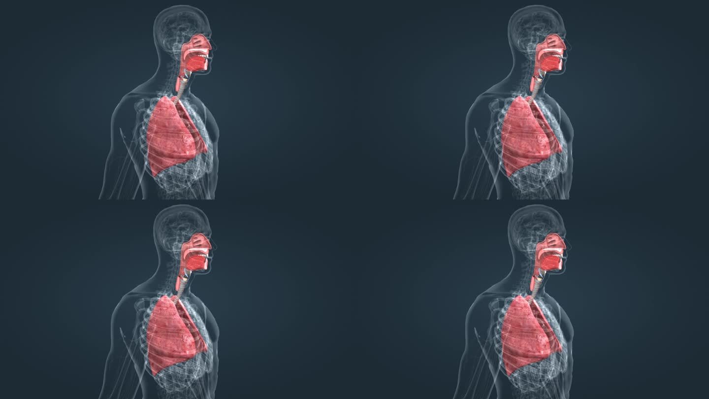 呼吸系统 肺脏 肺 医学 三维 动画