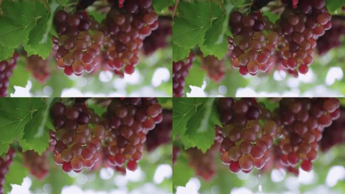 近距离低角度拍摄葡萄园中的红葡萄串，雨滴缓缓滴下。