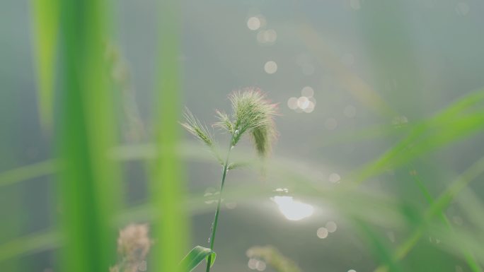 超级唯美水面反光 波光粼粼湖面 河边小草