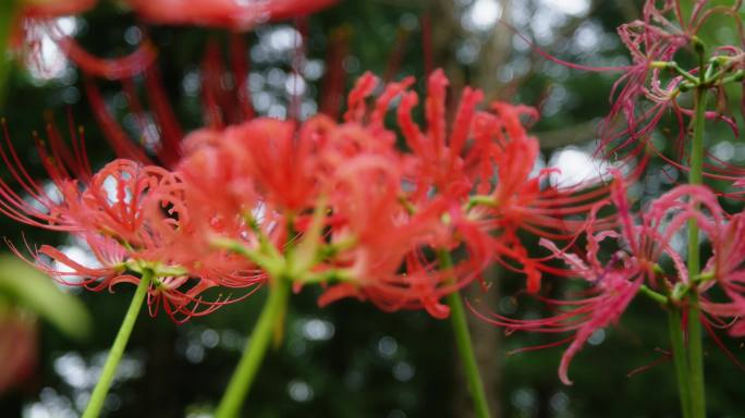 彼岸花 曼殊沙华