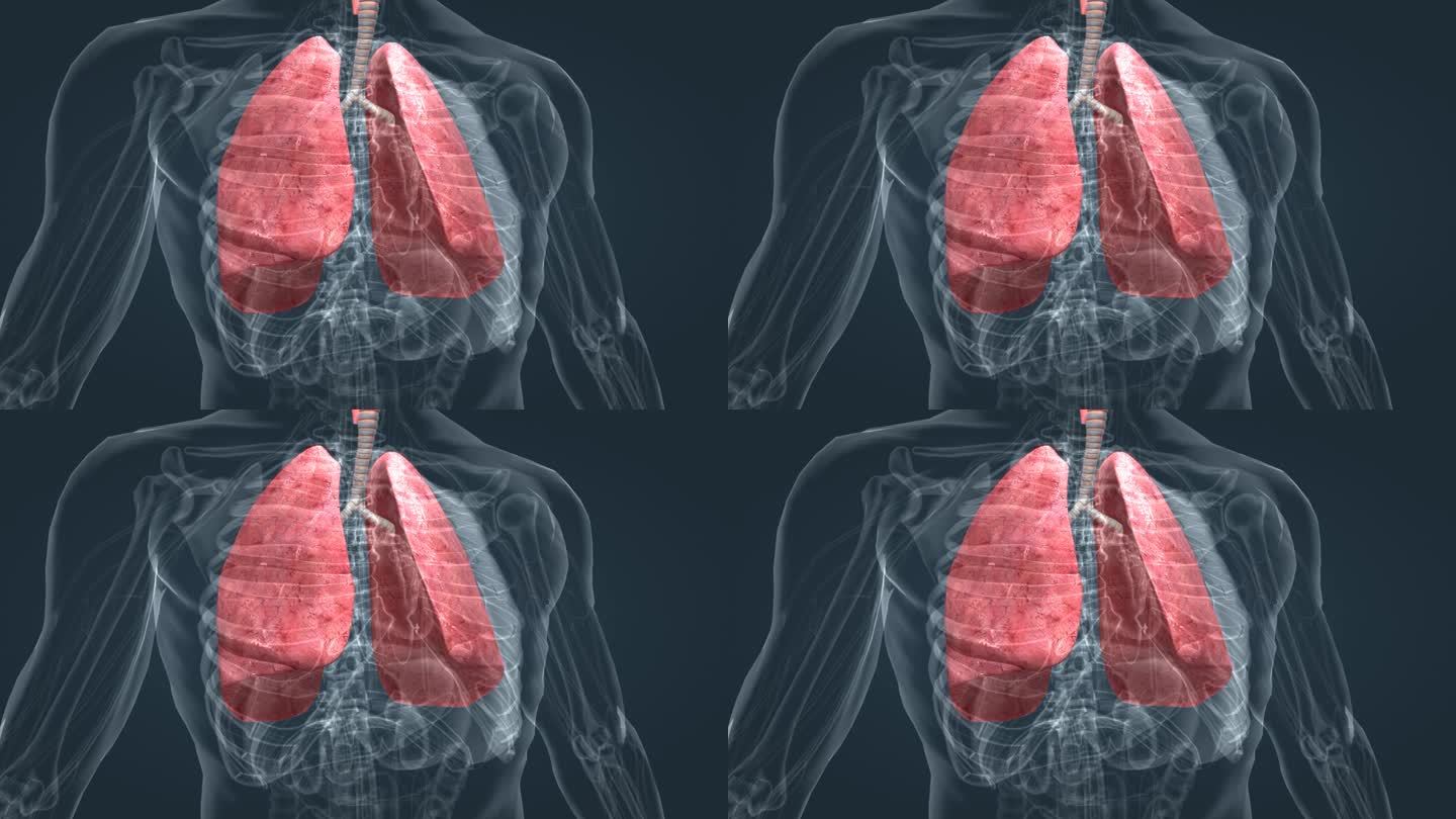 医学 人体 解剖 器官 肺脏 三维 动画