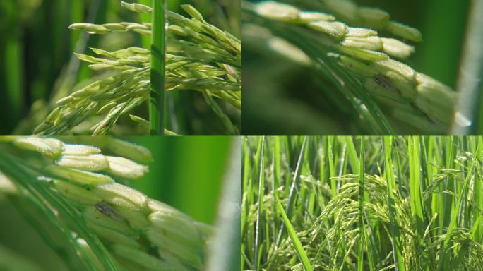 新生绿色水稻禾苗（多组）