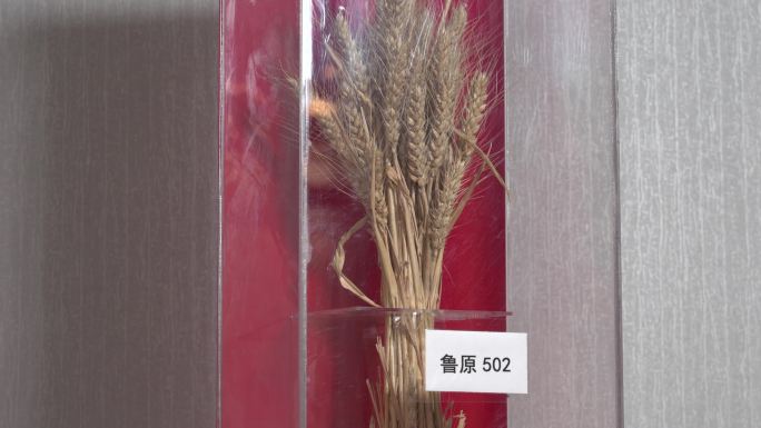 鲁源502小麦种子标本展示