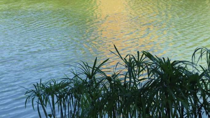 清新夏日波光粼粼的河流水面空镜视频