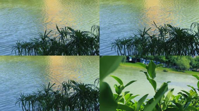清新夏日波光粼粼的河流水面空镜视频