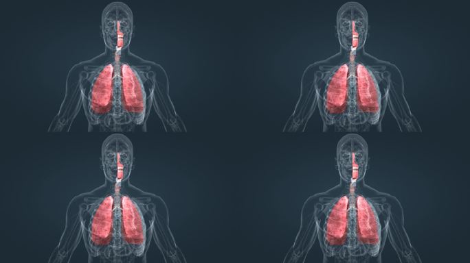 肺功能 肺呼吸 深呼吸 人体 奥秘 动画
