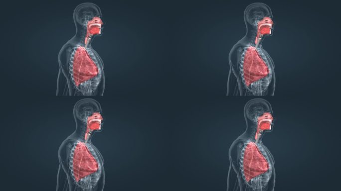 医学 智慧 医疗 三维 人体 呼吸科动画