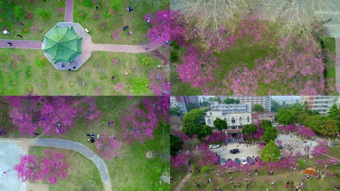 广州华农樱花季节校园景色航拍