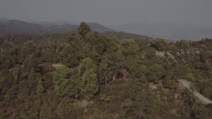 茶叶 茶山 航拍 绿色 树 山景 古树